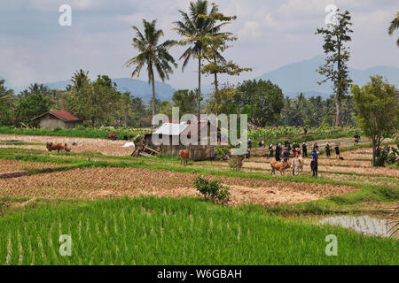 Padang, Indonesia - 30 lug 2016. Festival Jawi di sala di risveglio (bull racing) nel villaggio vicino Padang, Indonesia Foto Stock