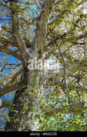 500 anni di platano gigante albero nel giardino di Khan's Palace di Sheki, Azerbaigian Foto Stock