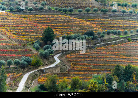 Fogliame colorato su viti in un vigneto con una strada che si snoda attraverso la campagna, Valle del Douro; Sao Joao de Pesqueira, Distretto di Viseu, Portogallo Foto Stock