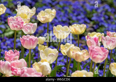 Tulipani Double-Flowered - bianco e rosa doppio tulipani in fiore in fiore nel sole primaverile, contro un aiuola di fiori viola in background. Denver Botanic Garden. Foto Stock