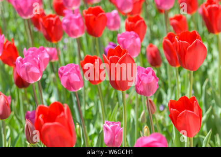 Tulipani rossi - luminoso mezzogiorno sole risplende su tutto un fiorire di rosso tulip campo. Denver Botanic Gardens, Colorado, Stati Uniti d'America. Foto Stock