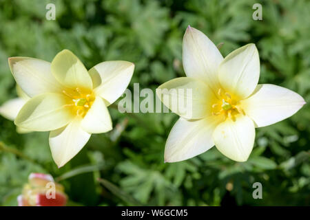 Tulipa Clusiana - 'Lady Jane' - Una vista ravvicinata di bianco puro all'interno di due fioriture di fresco Tulip 'Lady Jane' Fiori. Denver Botanic Gardens, CO, Stati Uniti. Foto Stock