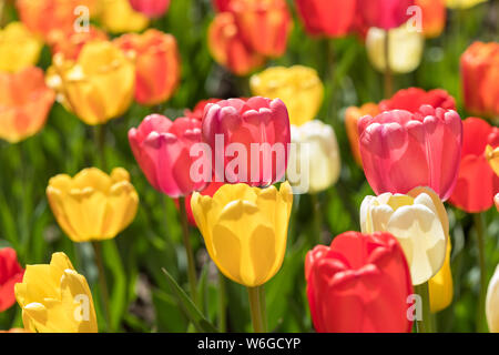 Tulipani di primavera - un retro-illuminato vista del tulipano colorati fiori che fioriscono in primavera sun. Denver Botanic Gardens, Colorado, Stati Uniti d'America. Foto Stock