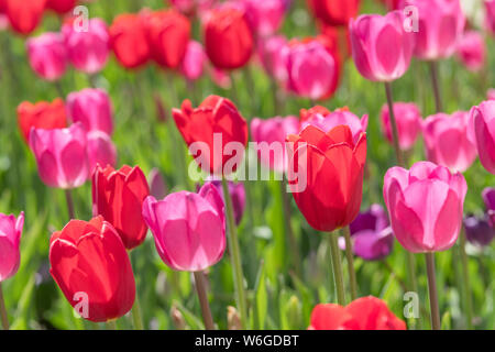 Tulipani rossi - un close-up e retro-illuminato vista di colore rosso brillante e rosa tulip fiori che fioriscono in primavera sun. Denver Botanic Gardens, Colorado, Stati Uniti d'America. Foto Stock