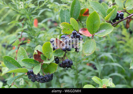 Aronia melanocarpa, NERO bacche chokeberry sul ramo closeup Foto Stock