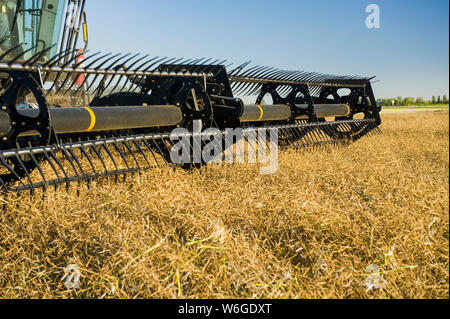 Una mietitrebbia dritta taglia in un campo di colza maturo durante il raccolto, vicino a Lorette; Manitoba, Canada Foto Stock