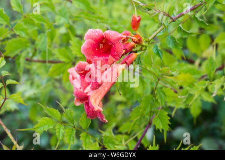 Campsis radicans, tromba vine, tromba superriduttore fiori rossi closeup Foto Stock