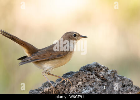 Luscinia megarhynchos o ruisenor comun appollaiato su un ramo Foto Stock