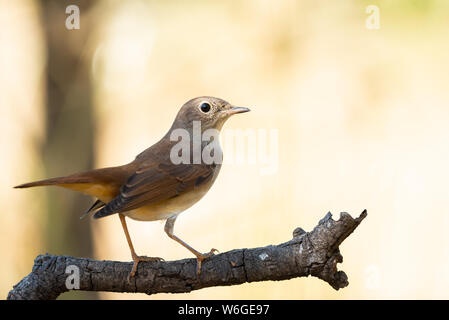 Luscinia megarhynchos o ruisenor comun appollaiato su un ramo Foto Stock