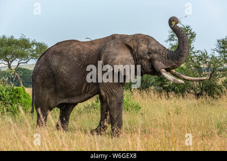 L'elefante africano (Loxodonta africana) solleva il tronco mentre mangia erba, Parco Nazionale Serengeti; Tanzania Foto Stock