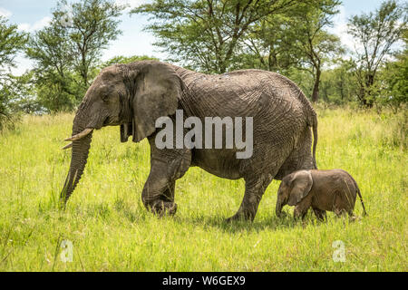 Elefante africano (Loxodonta africana) e vitello passeggiata attraverso la radura, Parco Nazionale Serengeti; Tanzania Foto Stock