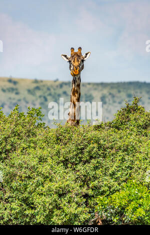 Masai giraffe (Giraffa camelopardalis tippelskirchii) sfreccia sui cespugli della savana, Parco Nazionale di Serengeti; Tanzania Foto Stock