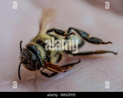 Macro dettagliata di un ape su mano umana, illustra il miele la mortalità delle api Foto Stock