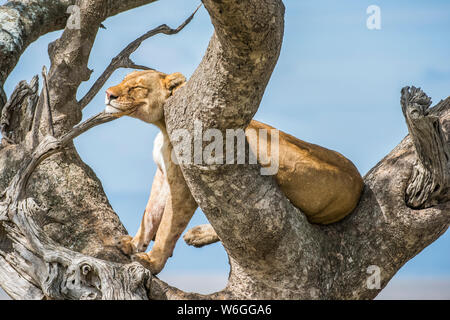 La Lionessa adulta (Panthera leo) appoggia la testa su un ramo mentre è appollaiata in un albero nel Parco Nazionale di Serengeti; Tanzania Foto Stock