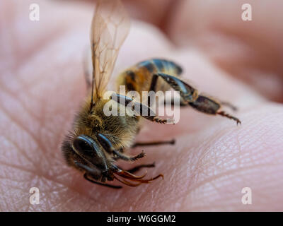 Macro dettagliata di un ape su mano umana, illustra il miele la mortalità delle api Foto Stock