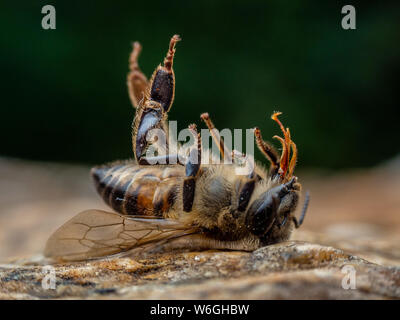Extreme close-up di un defunto Apis mellifera honeybee con gambe fino a terra, illustra il miele la mortalità delle api Foto Stock
