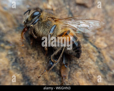 Macro di dead ape sulla terra. Foto Stock