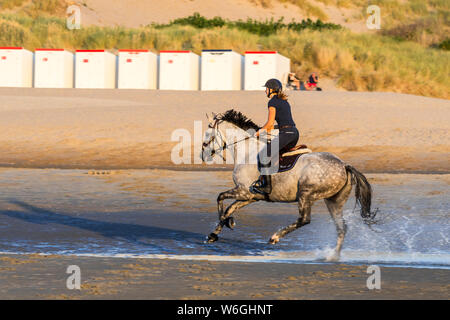 Cavallerizza / femmina cavallo Cavaliere a cavallo al galoppo sulla spiaggia di sabbia lungo la costa del Mare del Nord Foto Stock