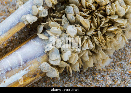 Casi di uovo / uova di cane reticolare Buccino (Tritia reticulata / Nassarius reticulatus / Hinia reticulata), marine molluschi gasteropodi, si è incagliata sulla spiaggia Foto Stock