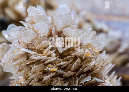 Casi di uovo / uova di cane reticolare Buccino (Tritia reticulata / Nassarius reticulatus / Hinia reticulata), marine molluschi gasteropodi, si è incagliata sulla spiaggia Foto Stock