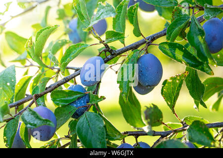 Susine mature sul ramo di un albero nel frutteto Foto Stock