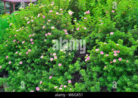 Blooming cultivar cinquefoil arbustive (Dasiphora fruticosa 'bella rosa') in giardino con fiori di colore rosa - naturale estate sfondo. Piante decorative in Foto Stock