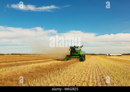 Una mietitrebbia è al lavoro nel campo mentre un carrello granella attende il suo carico successivo durante il raccolto di canola; Legale, Alberta, Canada Foto Stock