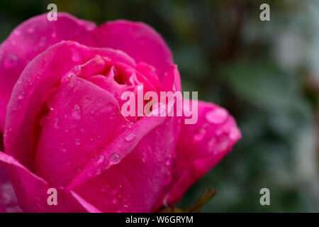 Bella close-up di rosa rosa con gocce di pioggia di petali Foto Stock