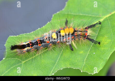 Vaporer moth caterpillar. Noto anche come Rusty Tussock moth. Foto Stock