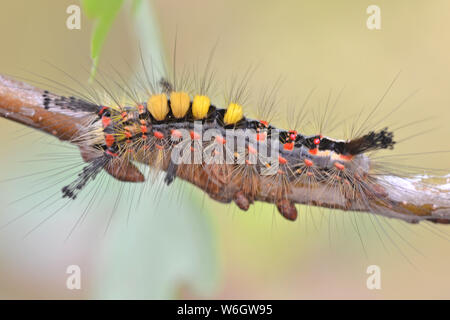 Vaporer moth caterpillar. Noto anche come Rusty Tussock moth. Foto Stock