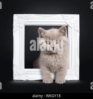 Carino il lilla British Shorthair gattino, in piedi attraverso white photo frame. Isolato su sfondo nero. Foto Stock