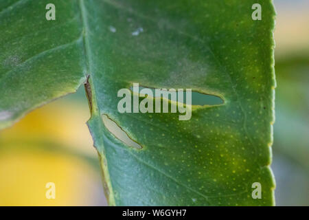 Una grande foglia verde in giardino con fori da essere mangiato b un insetto. Foto Stock