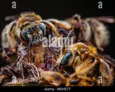 Gruppo di api selvatiche dormire insieme, dettagliata close-up foto Foto Stock