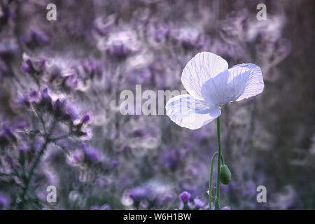 Campo di papaveri bianchi, chiamati anche l'oppio. Papaver somniferum Foto Stock