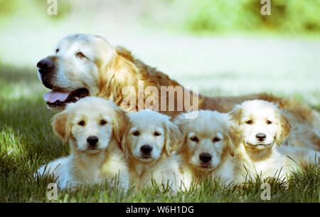 Adorabili cuccioli con la madre Foto Stock