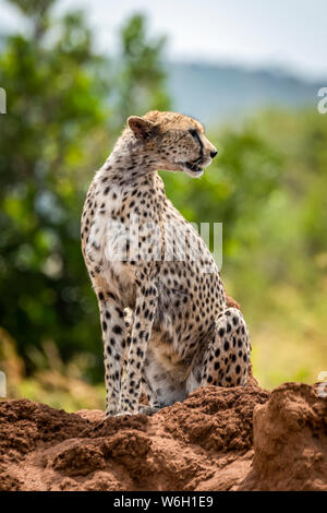 Ghepardo (Acinonyx jubatus) siede guardando rotondo sul tumulo termite, Serengeti,; Tanzania Foto Stock