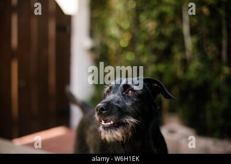 Nero Terrier Mix permanente sulla Lastricatori fuori in una giornata di sole Foto Stock