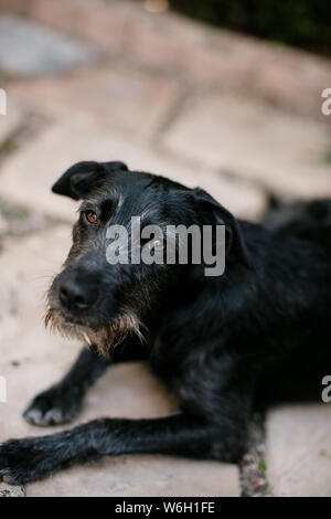 Nero Terrier Mix permanente sulla Lastricatori fuori in una giornata di sole Foto Stock