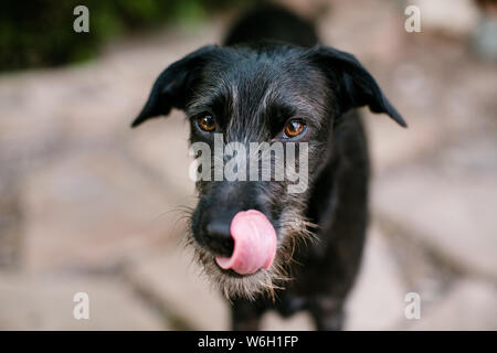 Nero Terrier Mix permanente sulla Lastricatori fuori in una giornata di sole Foto Stock