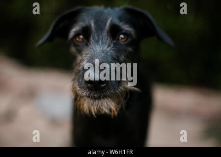 Nero Terrier Mix permanente sulla Lastricatori fuori in una giornata di sole Foto Stock
