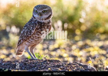 Scavando la civetta (Athene cunicularia) appollaiato sul terreno; Casa Grande, Arizona, Stati Uniti d'America Foto Stock