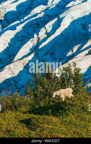 Una capra di montagna (Oreamnos americanus) che cammina sulla tundra con il ghiacciaio di uscita sullo sfondo nel Parco Nazionale dei fiordi di Kenai in un periodo estivo... Foto Stock