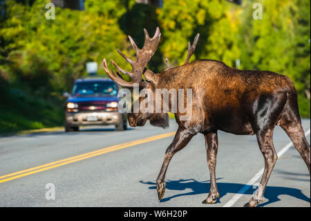 Una bull Moose (Alces alces) nel solco interrompe il traffico durante la traversata Kincade Drive in Kincade Park nel Sud Ovest di ancoraggio su una soleggiata giornata autunnale Foto Stock