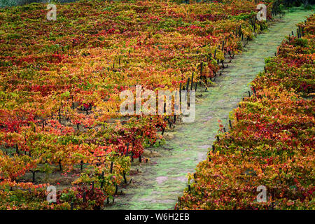 Foglie colorate su vite in un vigneto, Valle del Douro; Portogallo Foto Stock