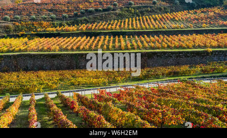 Foglie colorate su vite in un vigneto, Valle del Douro; Portogallo Foto Stock