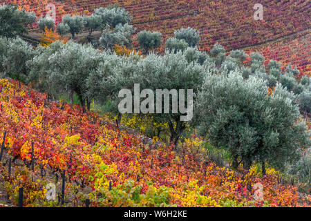 Foglie colorate su vite in un vigneto, Valle del Douro; Portogallo Foto Stock