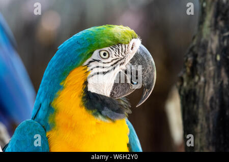 Colorato di rosso, giallo e blu macaws nella foresta pluviale atlantica biome Foto Stock