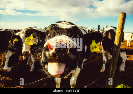 Primo piano di una curiosa mucca Holstein con etichette di identificazione, guardando la fotocamera e attaccando fuori è lingua, mentre in piedi a un filo spinato... Foto Stock