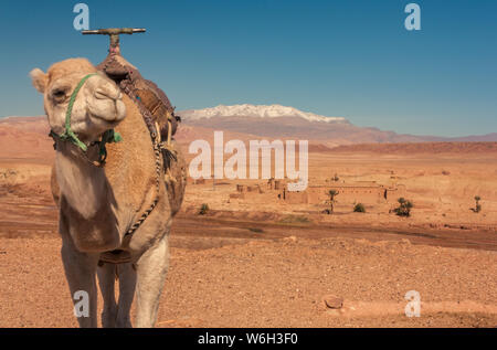 Ouarzazate, Marocco, Africa - 15 Gennaio 2014: Close-up di un dromedario nel mezzo del deserto con un kasbah in background e la snowy moun Foto Stock