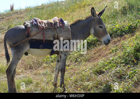 Asini in Hissar montagne, gamma Pamir-Alay, southeastern Uzbekistan Foto Stock